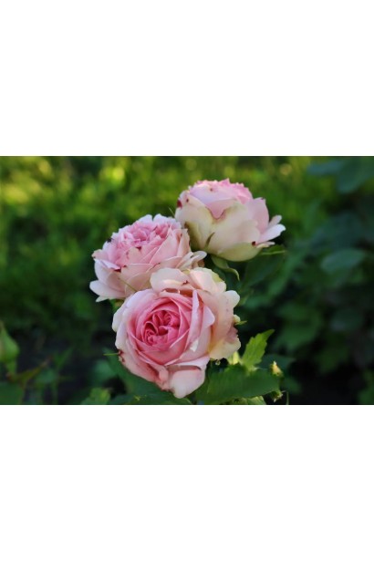 Троянда англійська Ферст Леді біло-рожева